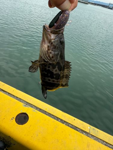 チャイロマルハタの釣果