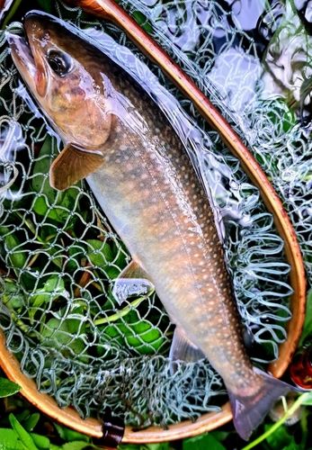ニッコウイワナの釣果