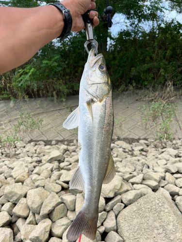 セイゴ（タイリクスズキ）の釣果