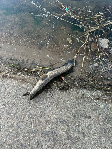 ライギョの釣果