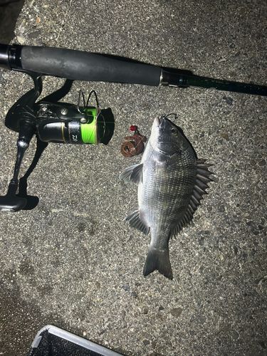 クロダイの釣果