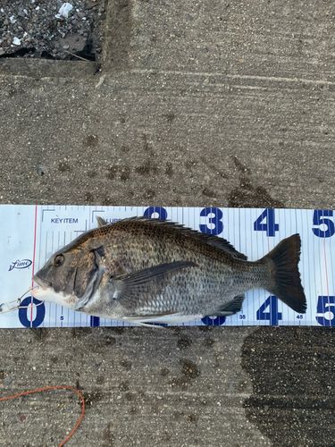 チヌの釣果