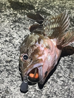 カサゴの釣果