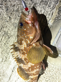 アコウの釣果