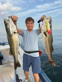 シーバスの釣果