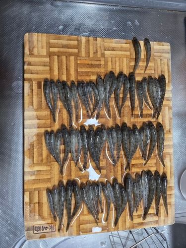 マハゼの釣果