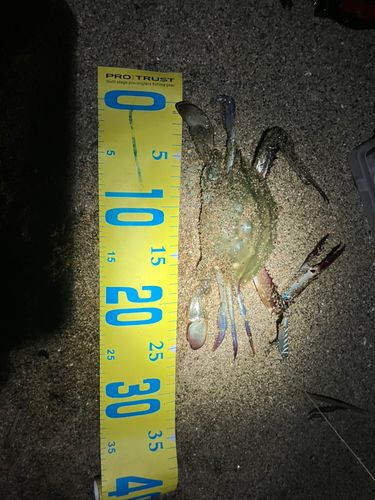 タイワンガザミの釣果