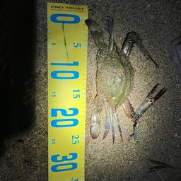 タイワンガザミ