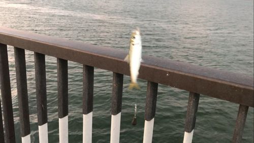 サッパの釣果