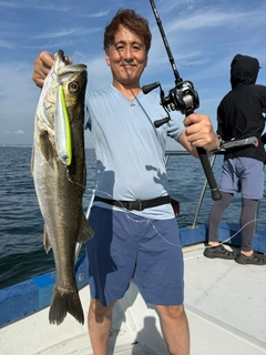 シーバスの釣果