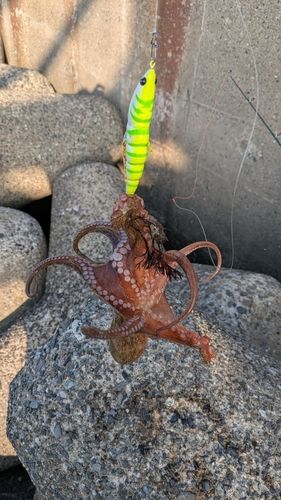 タコの釣果