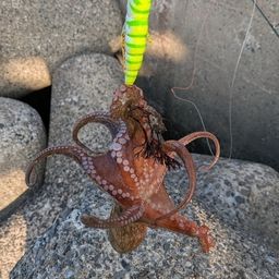 タコ