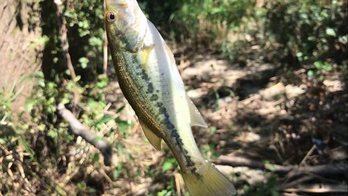ブラックバスの釣果