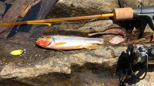 カワムツの釣果