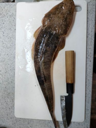 マゴチの釣果
