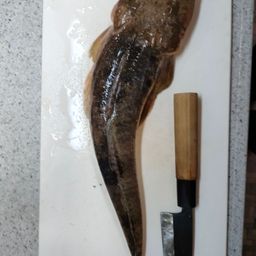 マゴチ