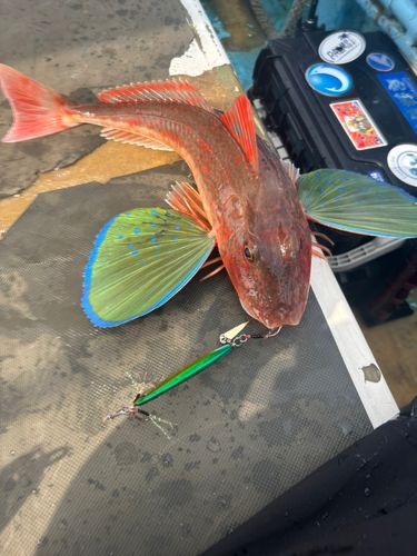 ホウボウの釣果