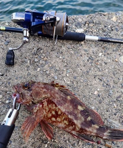 カサゴの釣果