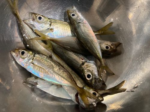マアジの釣果