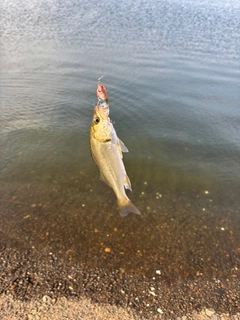 セイゴ（マルスズキ）の釣果