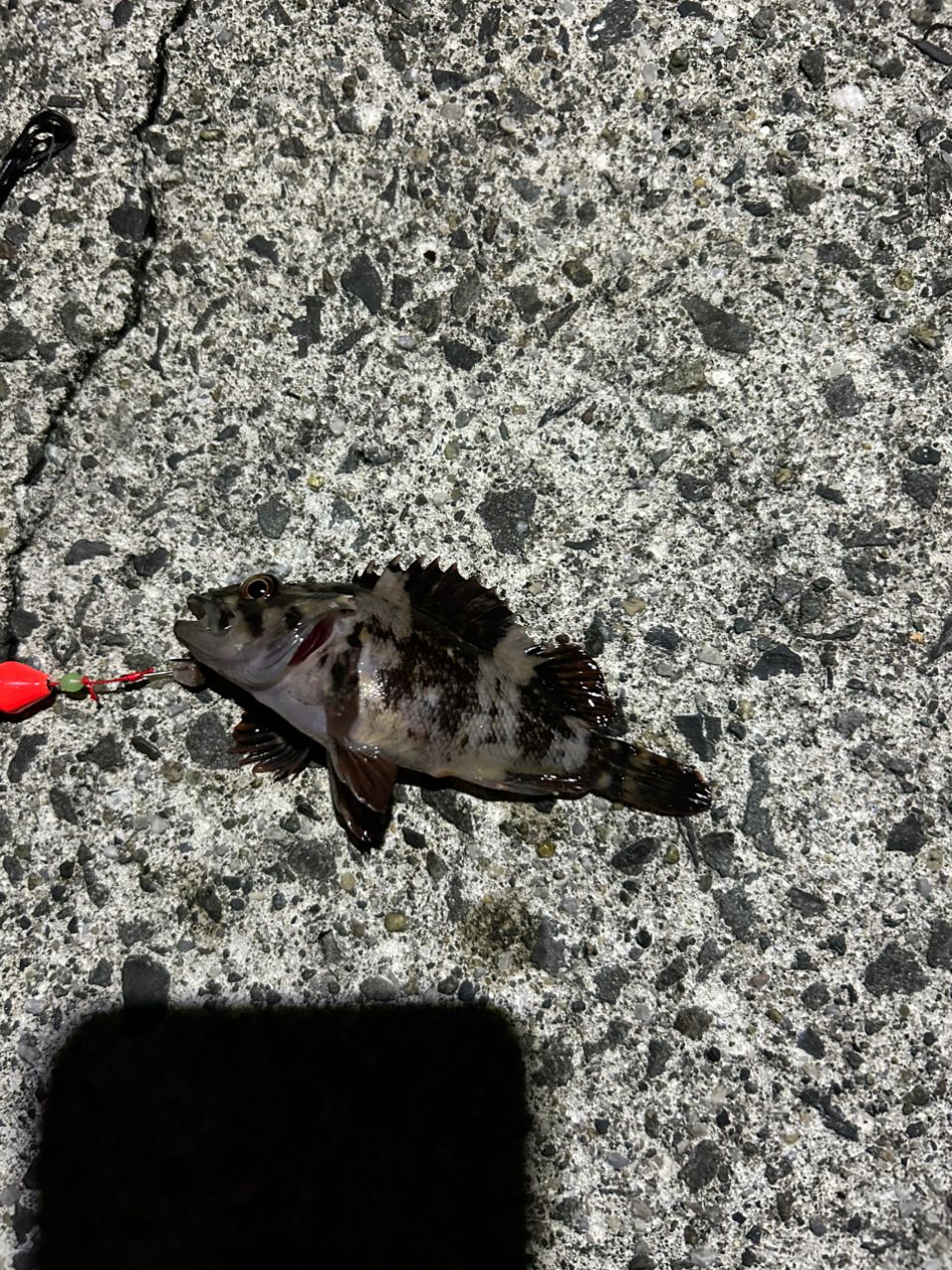 タケノコメバル