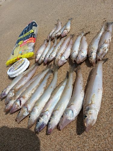 シロギスの釣果