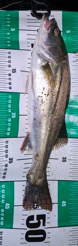 シーバスの釣果