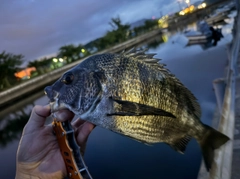 チヌの釣果