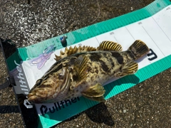 タケノコメバルの釣果