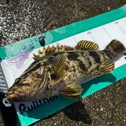 タケノコメバル