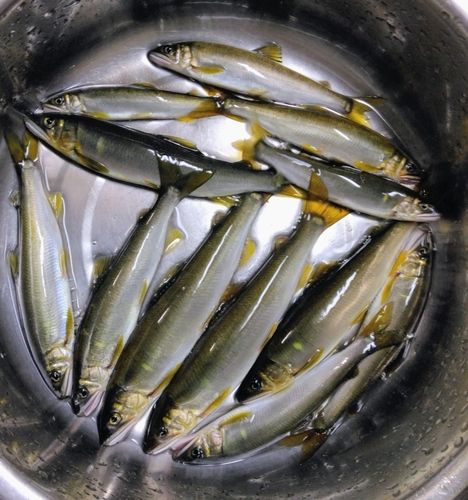 アユの釣果