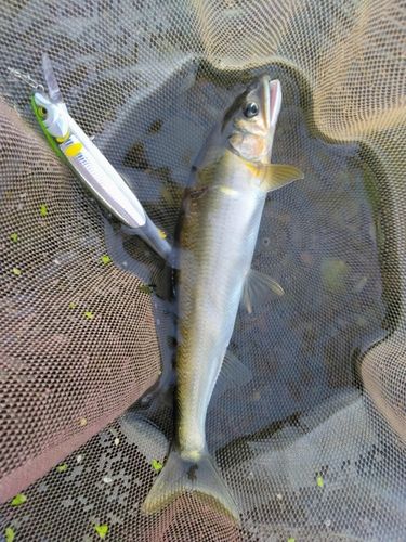 アユの釣果