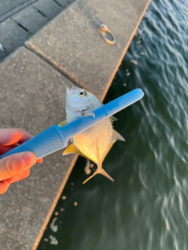 メッキの釣果