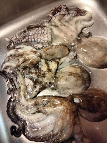 タコの釣果