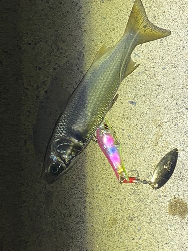 ボラの釣果