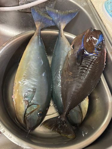 トカジャーの釣果