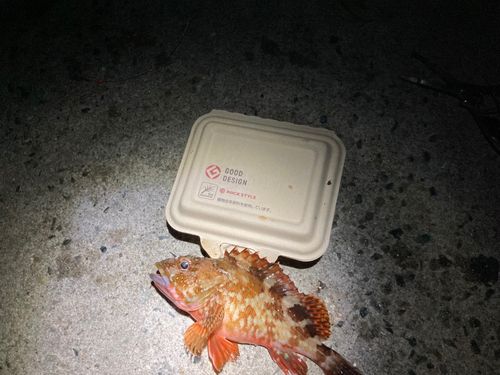 カサゴの釣果