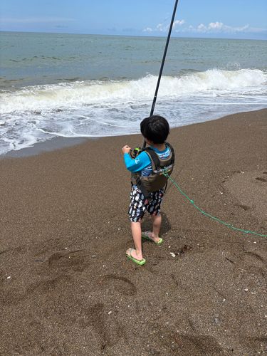 キスの釣果