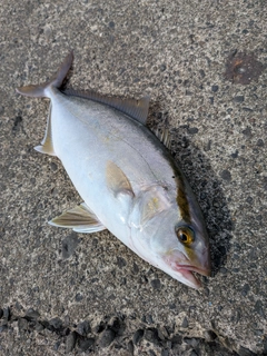 ショゴの釣果