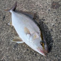 ショゴ
