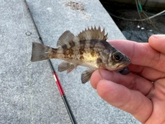 メバルの釣果