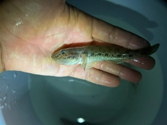 マハゼの釣果