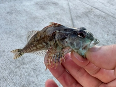 アナハゼの釣果