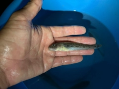 マハゼの釣果