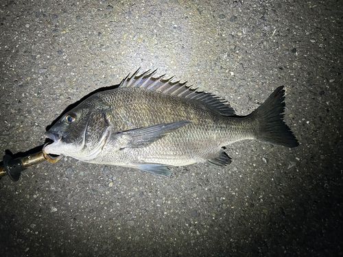 チヌの釣果