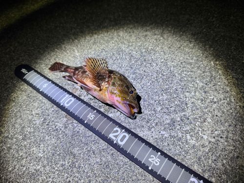 カサゴの釣果