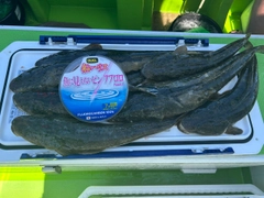 マゴチの釣果