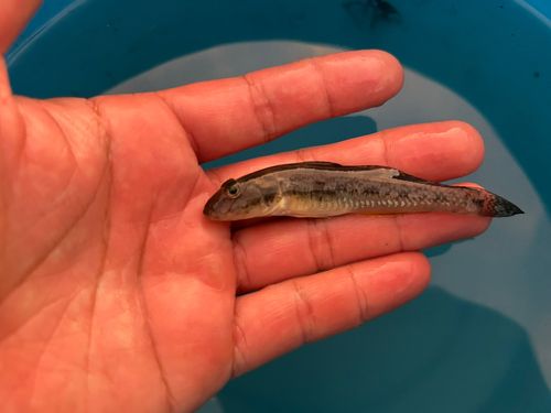 マハゼの釣果