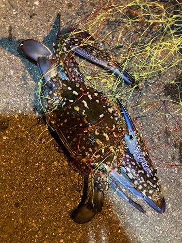 ワタリガニの釣果