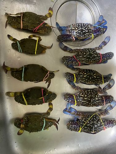 タイワンガザミの釣果